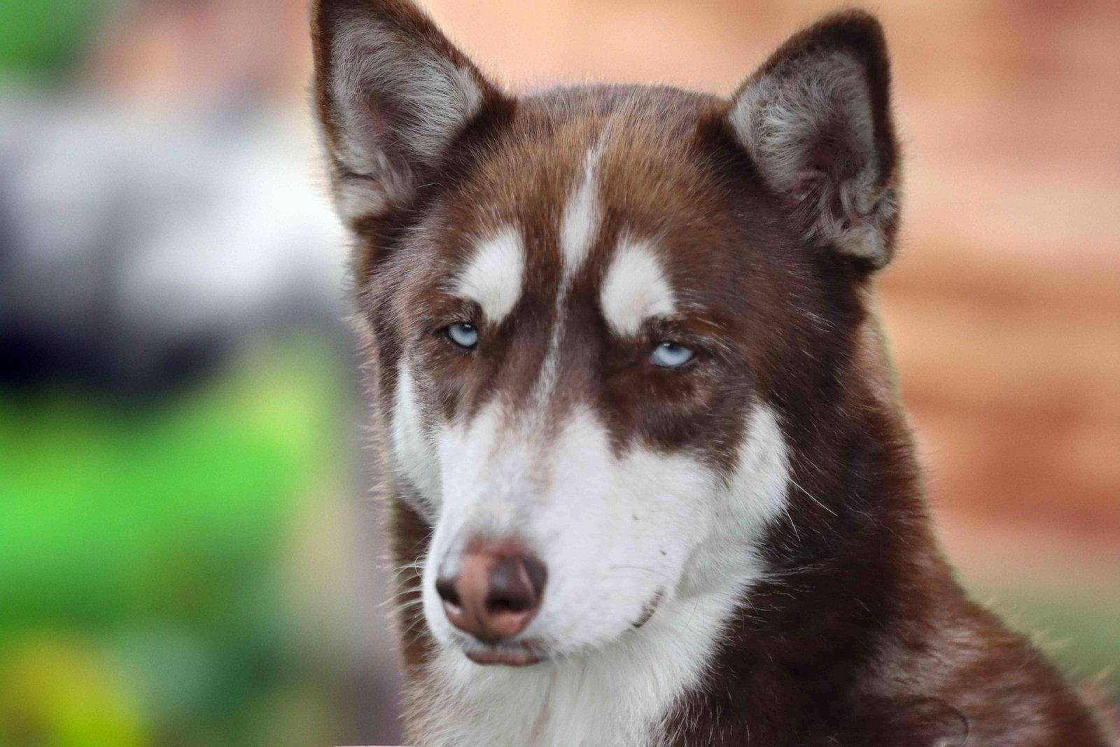 Coco, a Adoptable Siberian Husky in Walnut Creek, CA image 1/3