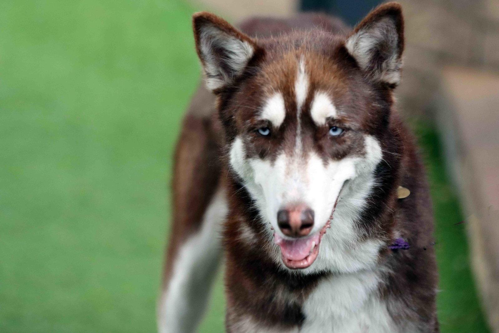 Coco, a Adoptable Siberian Husky in Walnut Creek, CA image 2/3