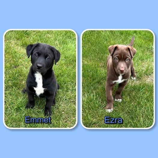 Enlarge Emmet and Ezra - pupppies, a ADOPTABLE mixed breed in Traverse City, MI image 1/1