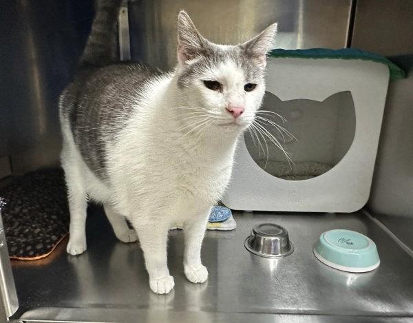 Enlarge Tony, a Adoptable mixed breed in Sherwood, OR image 1/1
