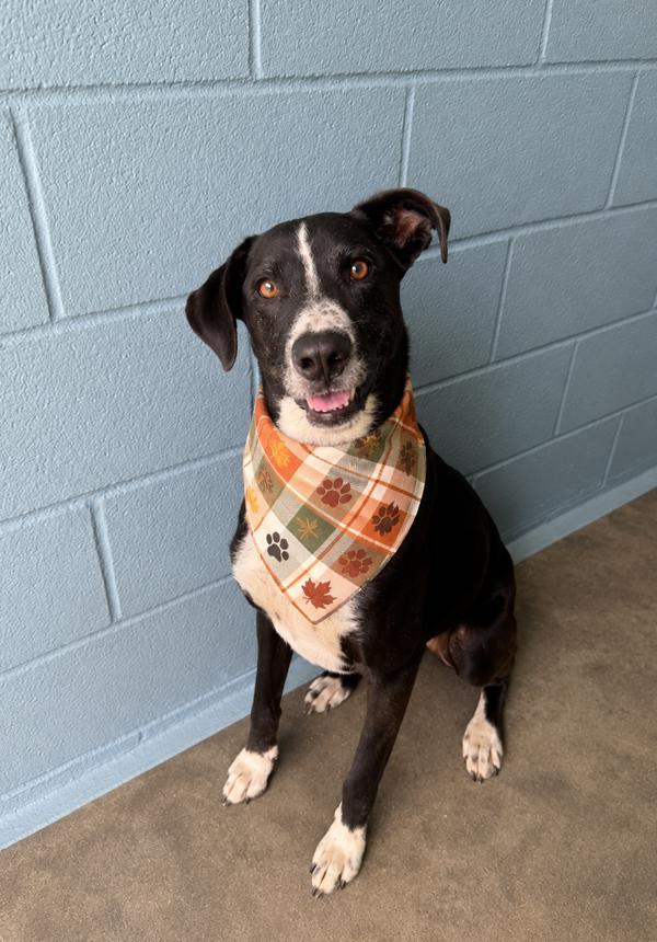 Sox, Adoptable, Adult Male Border Collie.