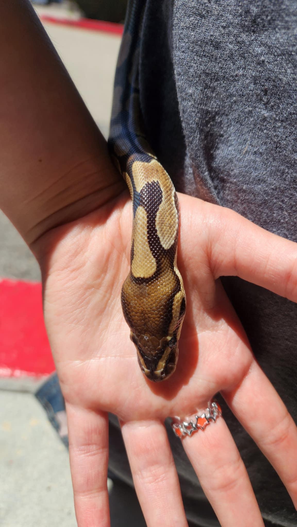 Enlarge Boo aka Baby Boo #8362, a Adoptable Ball Python in Vista, CA image 2/6