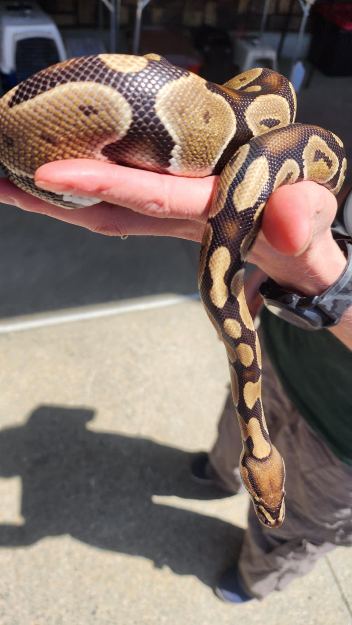Enlarge Boo aka Baby Boo #8362, a Adoptable Ball Python in Vista, CA image 3/6