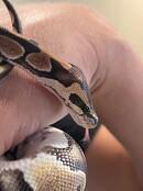 Enlarge Boo aka Baby Boo #8362, a Adoptable Ball Python in Vista, CA image 4/6
