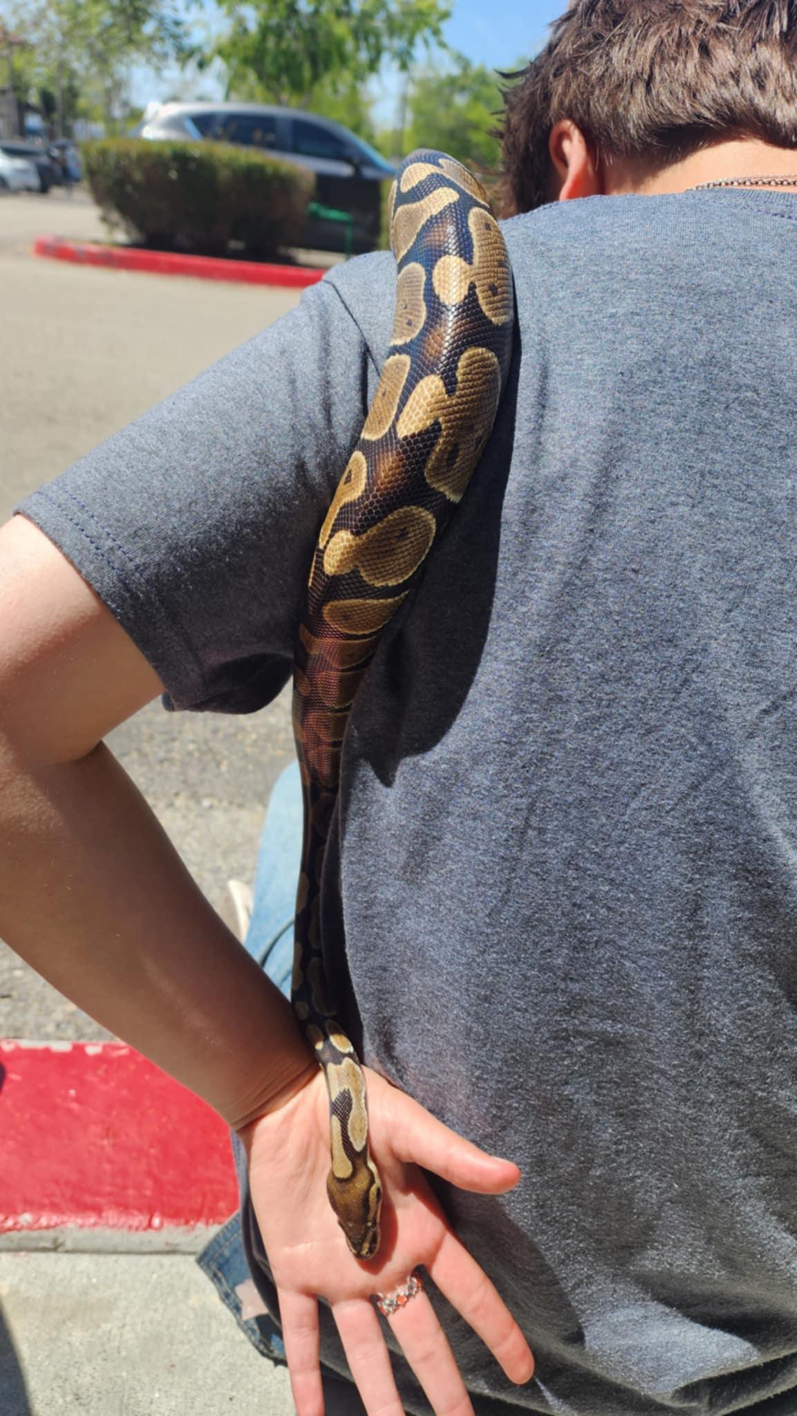 Enlarge Boo aka Baby Boo #8362, a Adoptable Ball Python in Vista, CA image 5/6