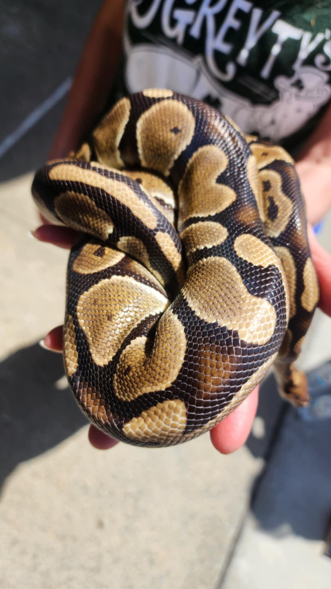 Boo aka Baby Boo #8362, Adoptable, Young Unknown Ball Python.
