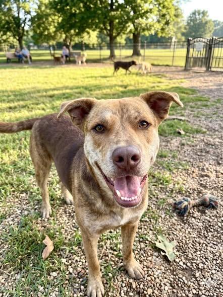 Hoss, Adoptable, Adult Male Shepherd & Pit Bull Terrier.