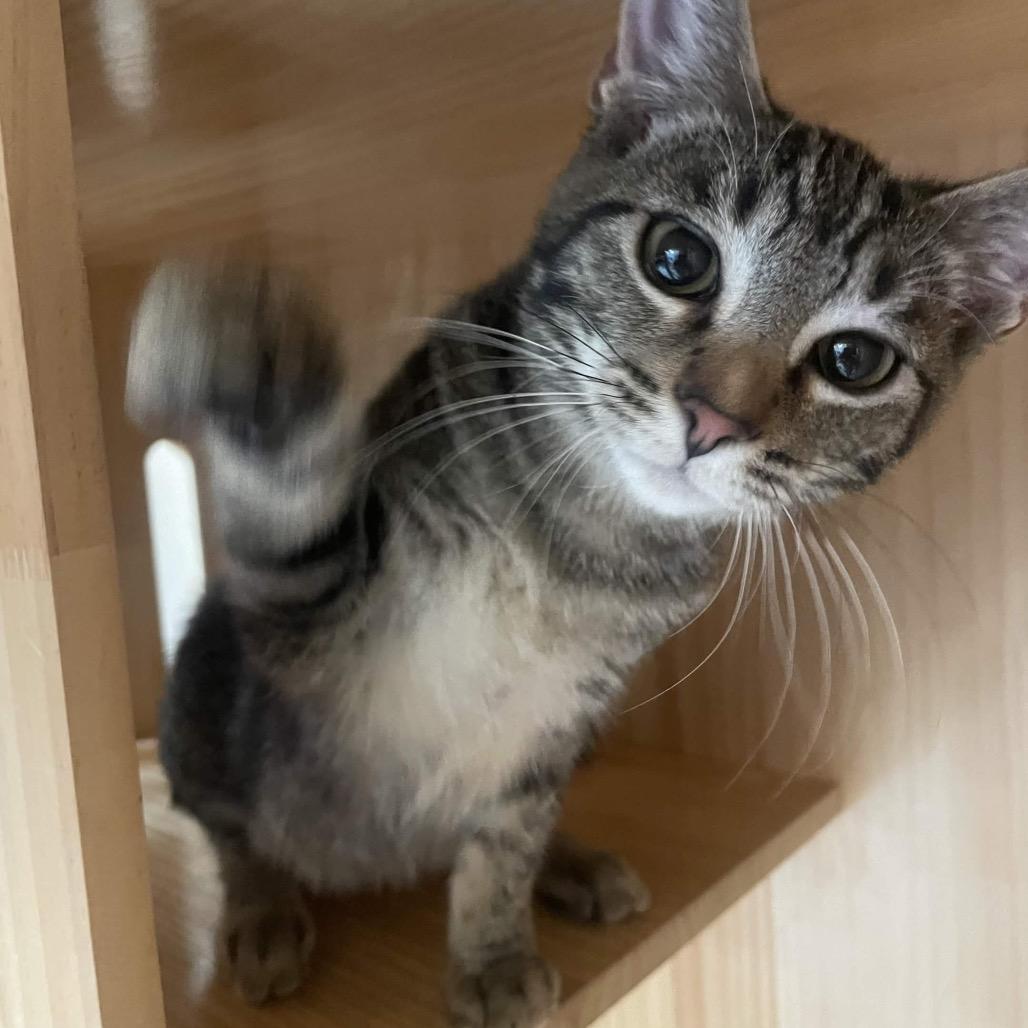 Midas, Adoptable, Kitten Male Domestic Short Hair.