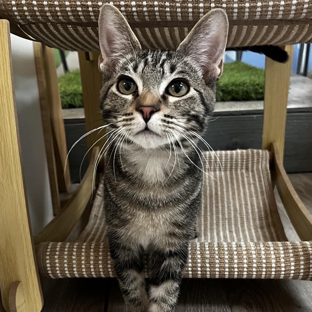 Enlarge Midas, a Adoptable Domestic Short Hair in Yucca Valley, CA image 2/5