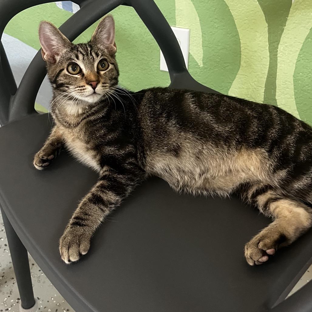Enlarge Midas, a Adoptable Domestic Short Hair in Yucca Valley, CA image 3/5