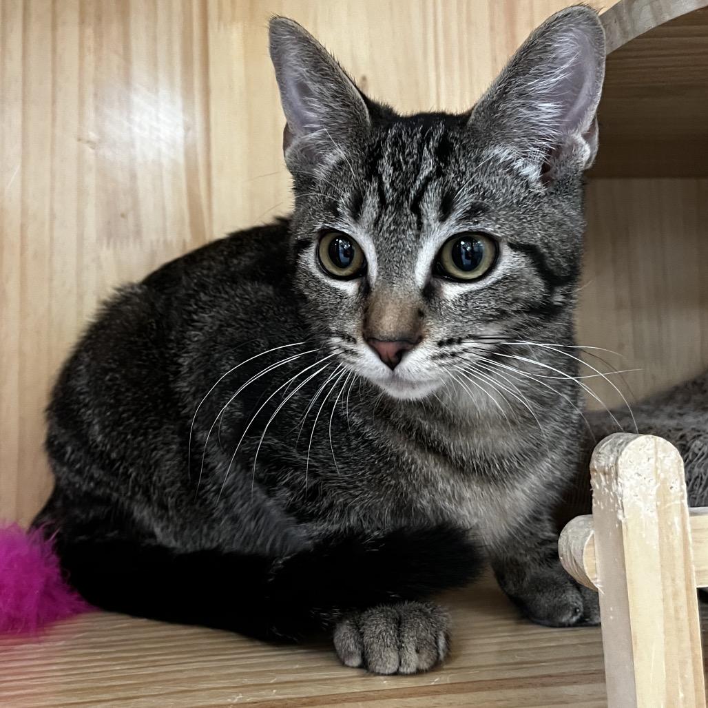 Enlarge Midas, a Adoptable Domestic Short Hair in Yucca Valley, CA image 4/5