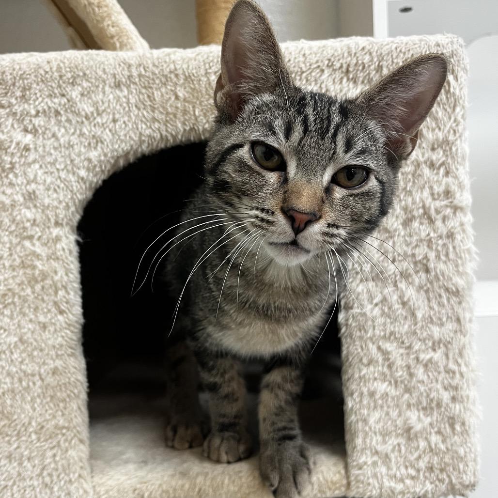 Enlarge Midas, a Adoptable Domestic Short Hair in Yucca Valley, CA image 5/5