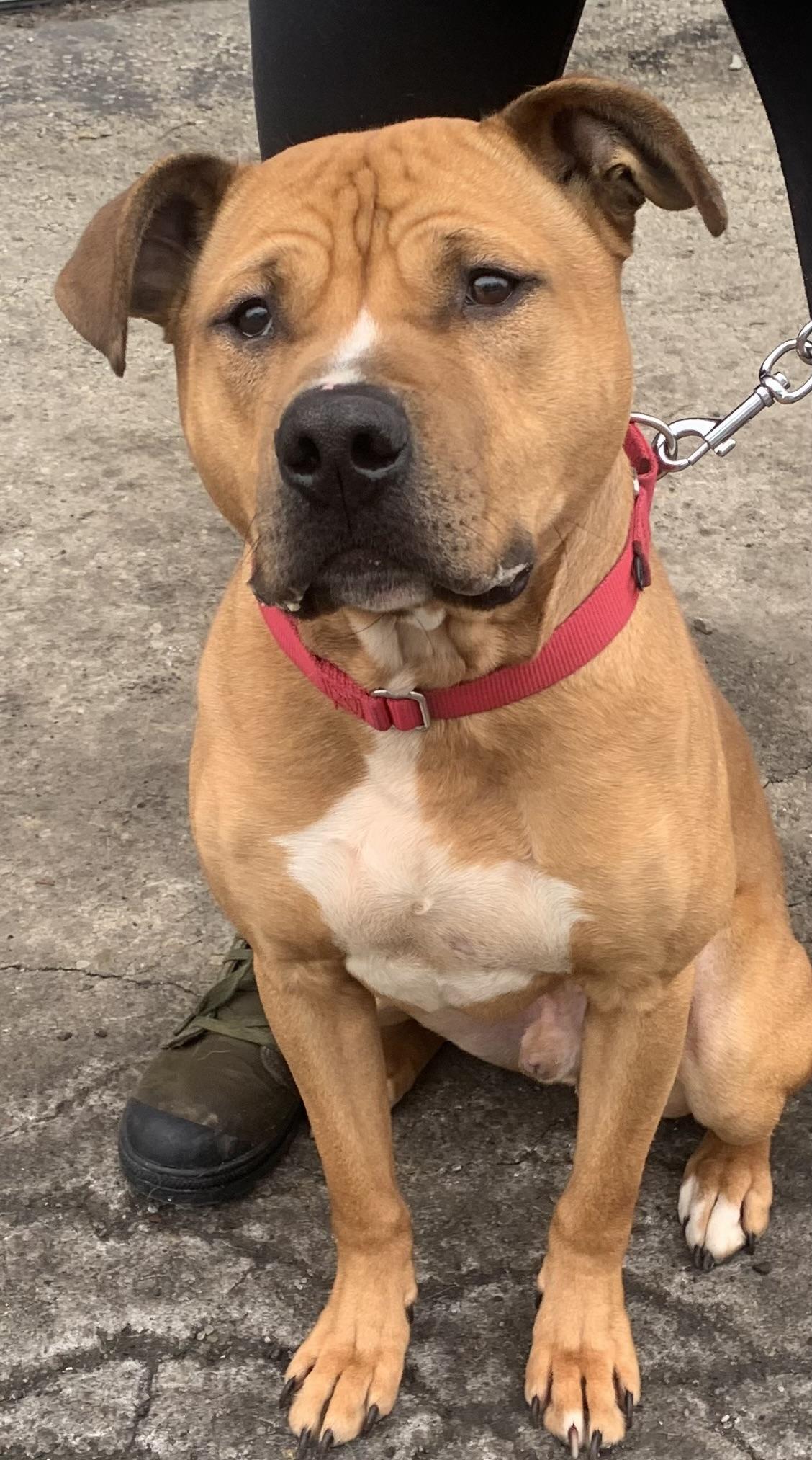 Rocky, a Adoptable Pit Bull Terrier in McKeesport, PA image 4/6