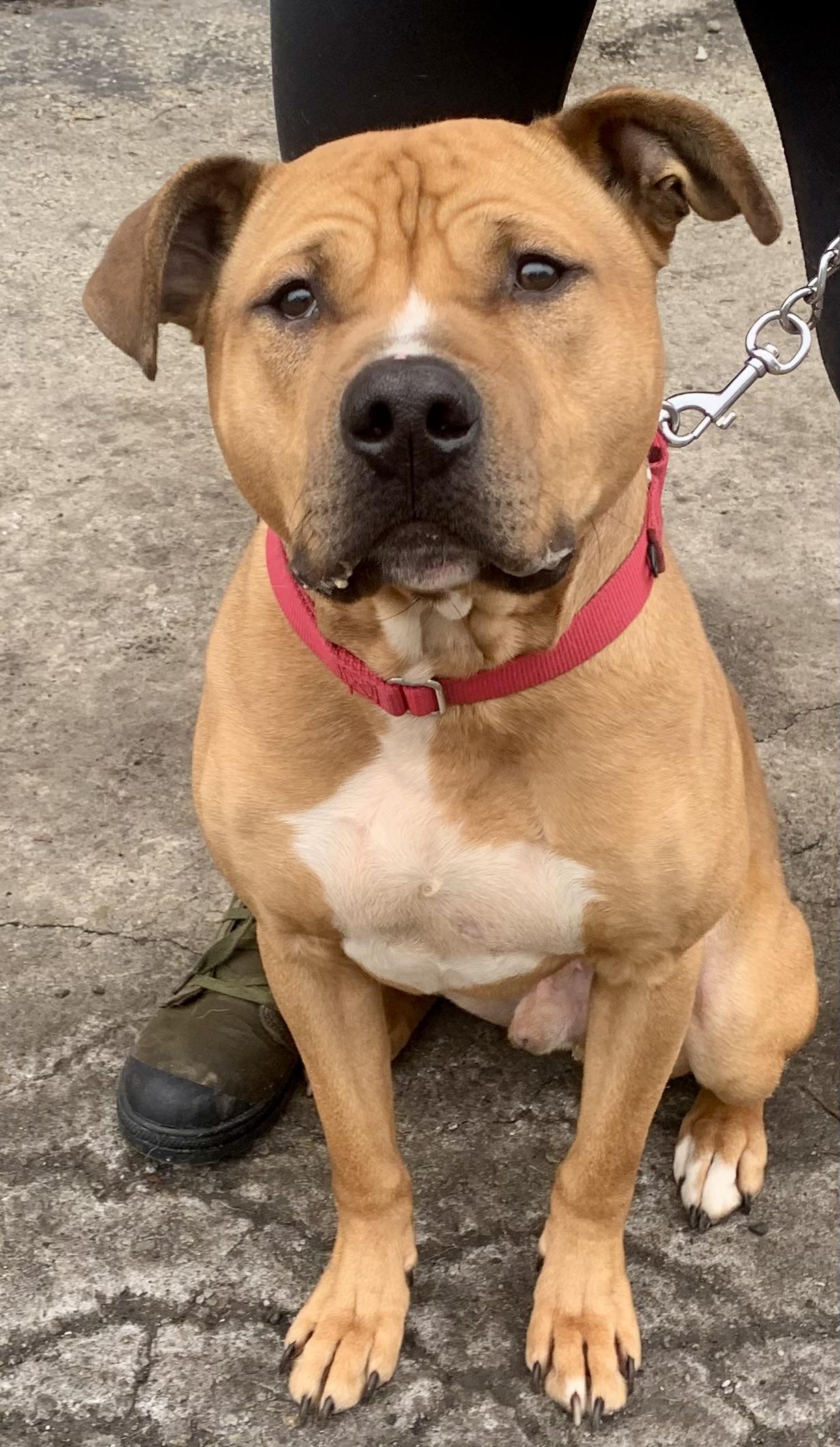 Rocky, a Adoptable Pit Bull Terrier in McKeesport, PA image 6/6