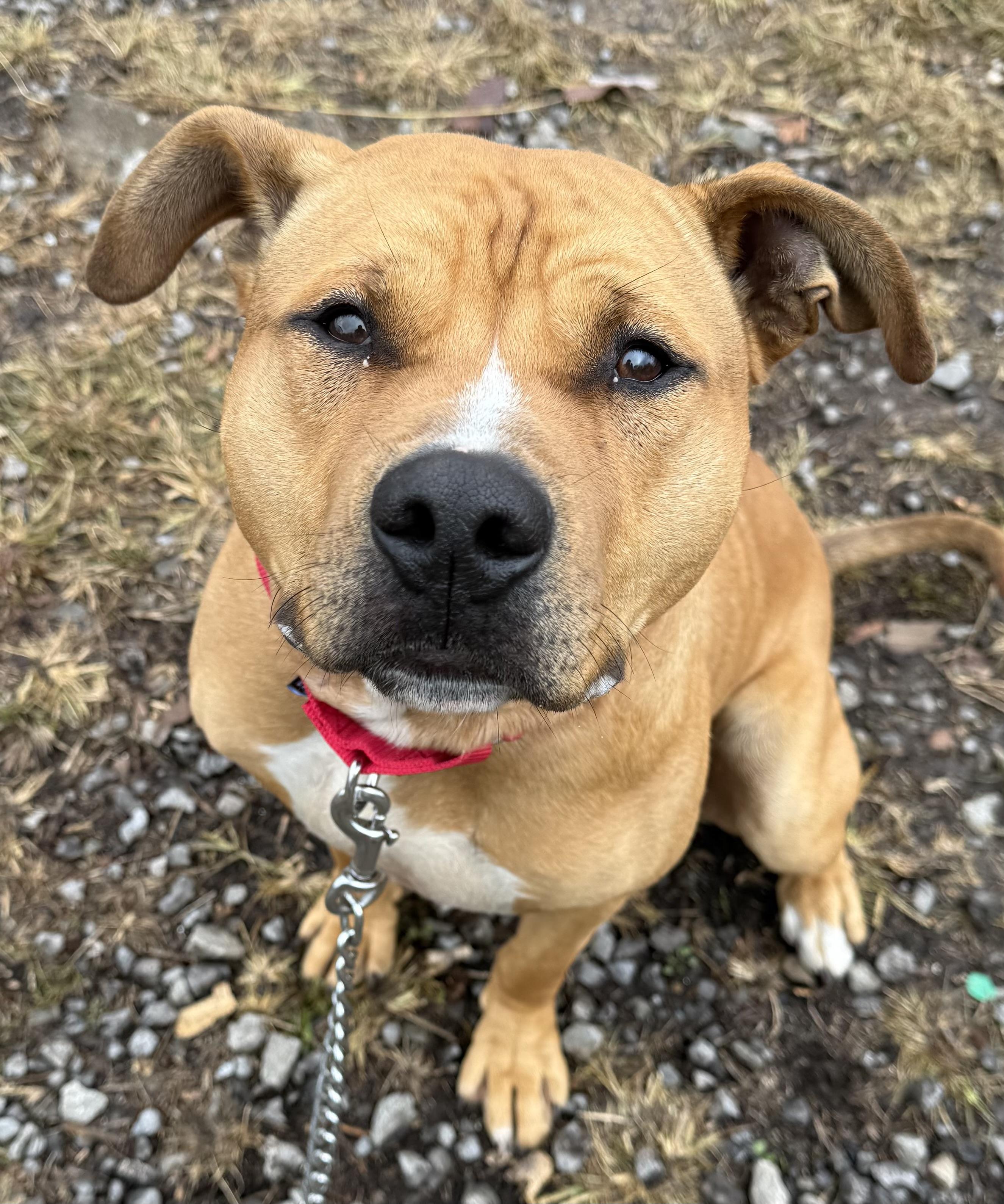 Enlarge Rocky, a Adoptable Pit Bull Terrier in McKeesport, PA image 1/2
