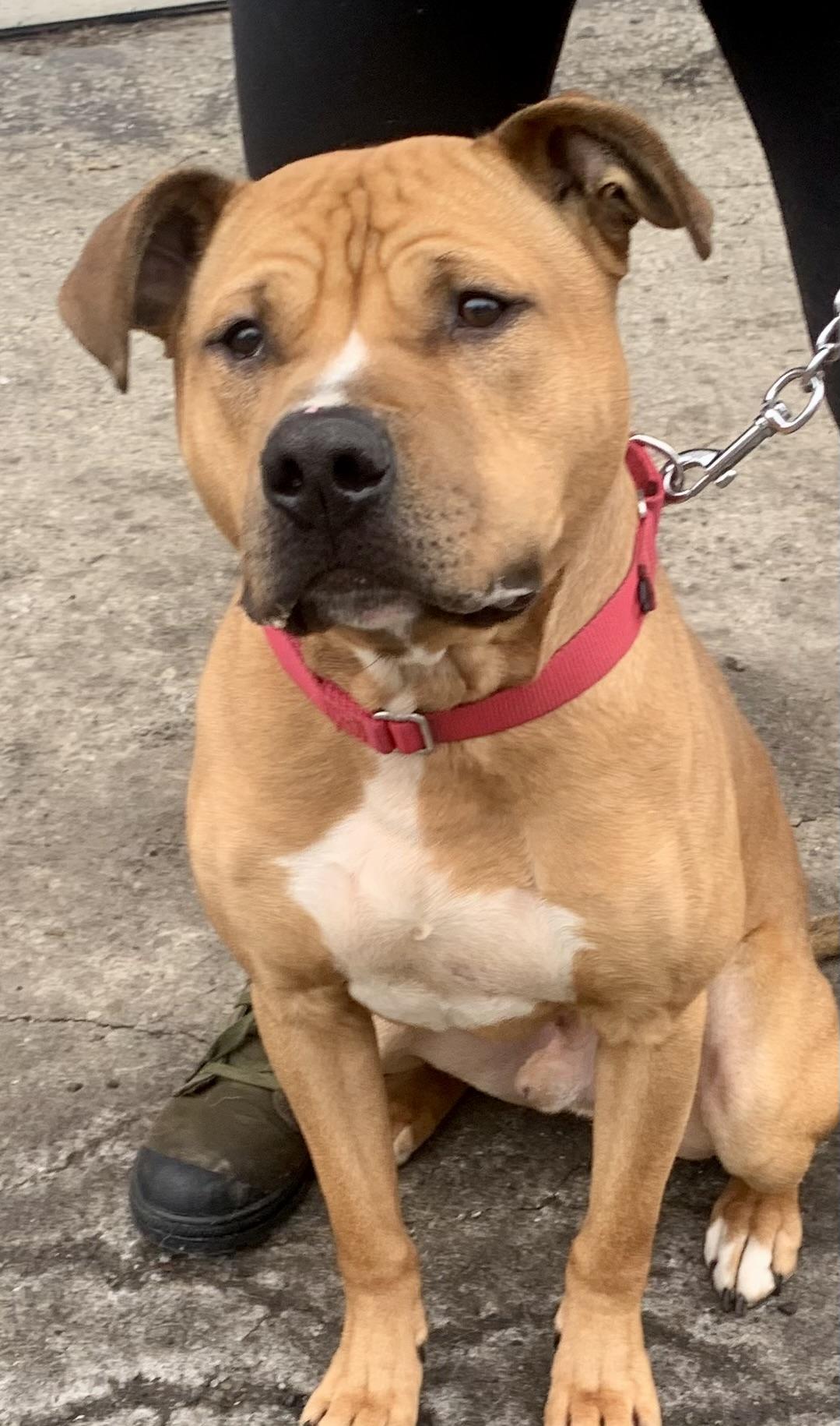 Rocky, a Adoptable Pit Bull Terrier in McKeesport, PA image 2/6