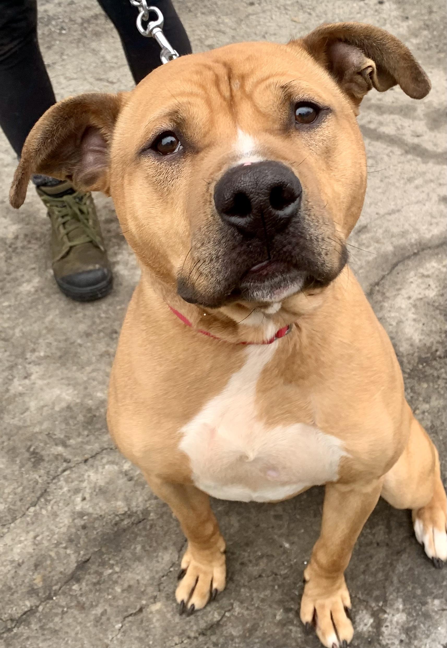 Rocky, a Adoptable Pit Bull Terrier in McKeesport, PA image 5/6