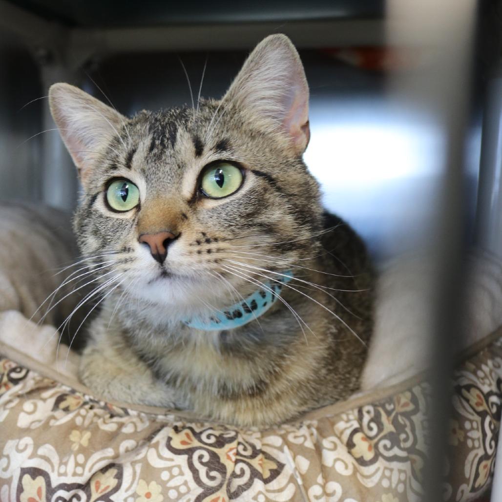 Enlarge Vinny, a Adoptable Domestic Short Hair in Saint Cloud, MN image 1/6