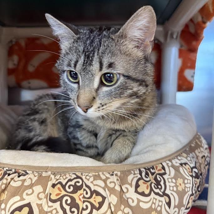 Vinny, Adoptable, Young Male Domestic Short Hair.