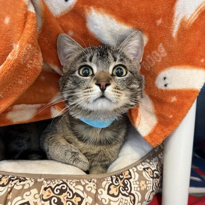 Enlarge Vinny, a Adoptable Domestic Short Hair in Saint Cloud, MN image 3/6