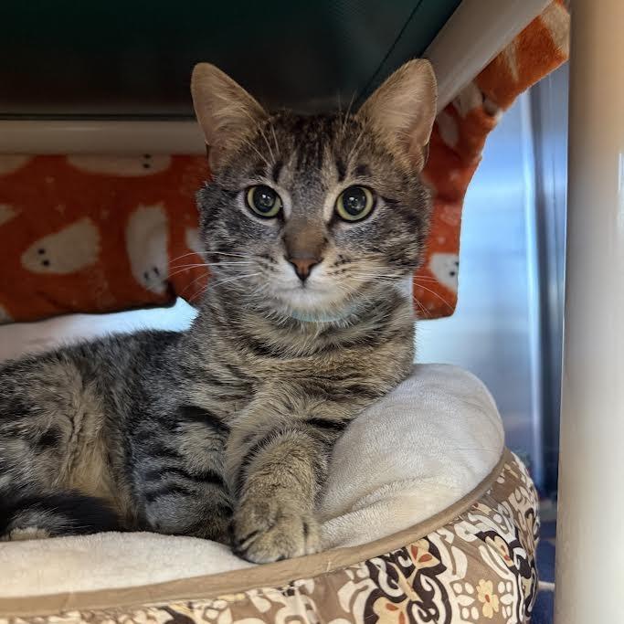 Enlarge Vinny, a Adoptable Domestic Short Hair in Saint Cloud, MN image 4/6