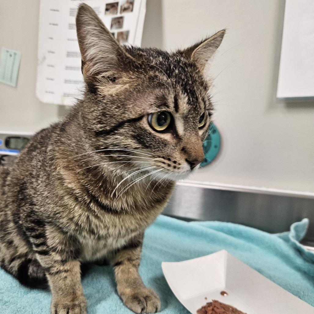 Enlarge Vinny, a Adoptable Domestic Short Hair in Saint Cloud, MN image 5/6