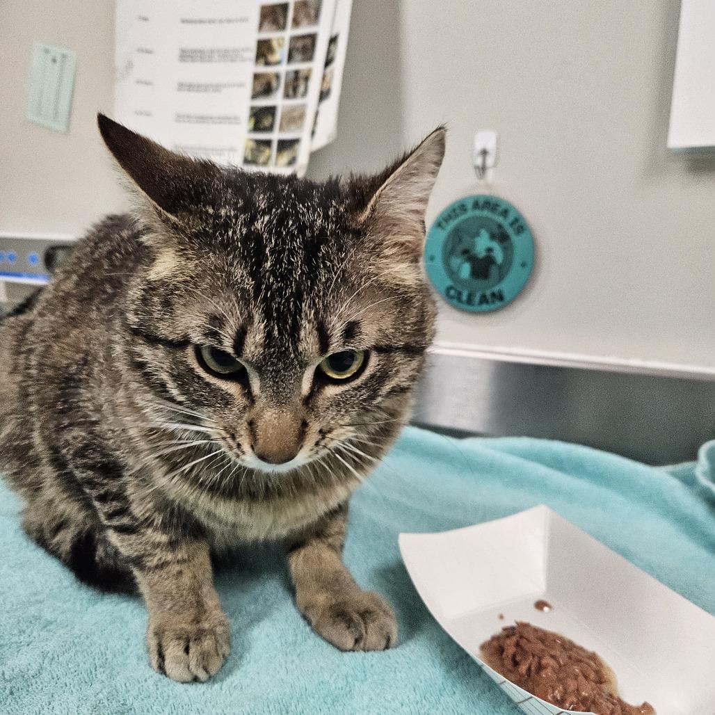 Enlarge Vinny, a Adoptable Domestic Short Hair in Saint Cloud, MN image 6/6