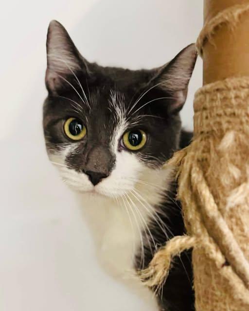 Enlarge Jethro, a ADOPTABLE Domestic Short Hair in New Haven, CT image 1/1