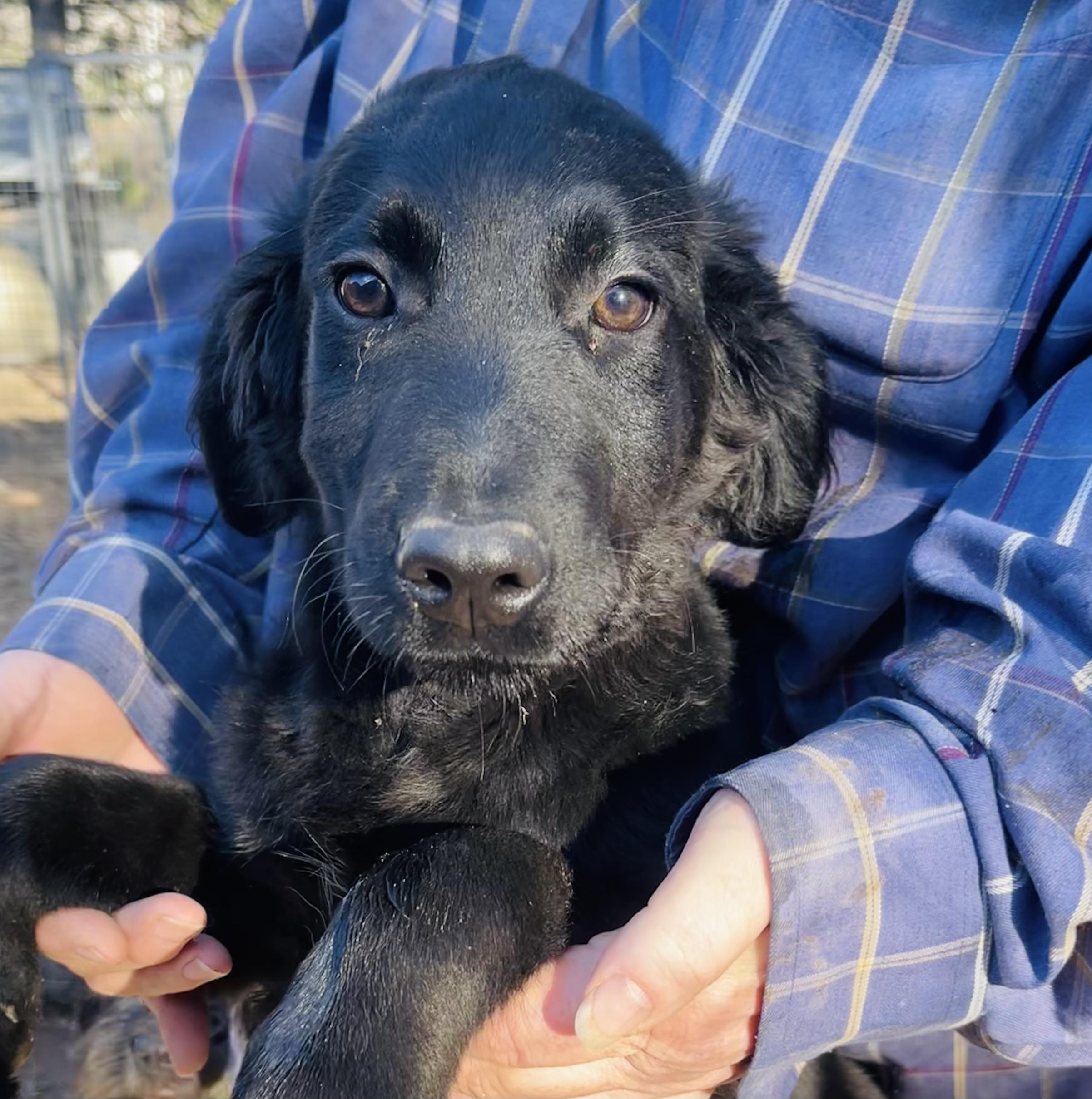 Marty, adopted, Puppy Male Labradoodle & Black Labrador Retriever.
