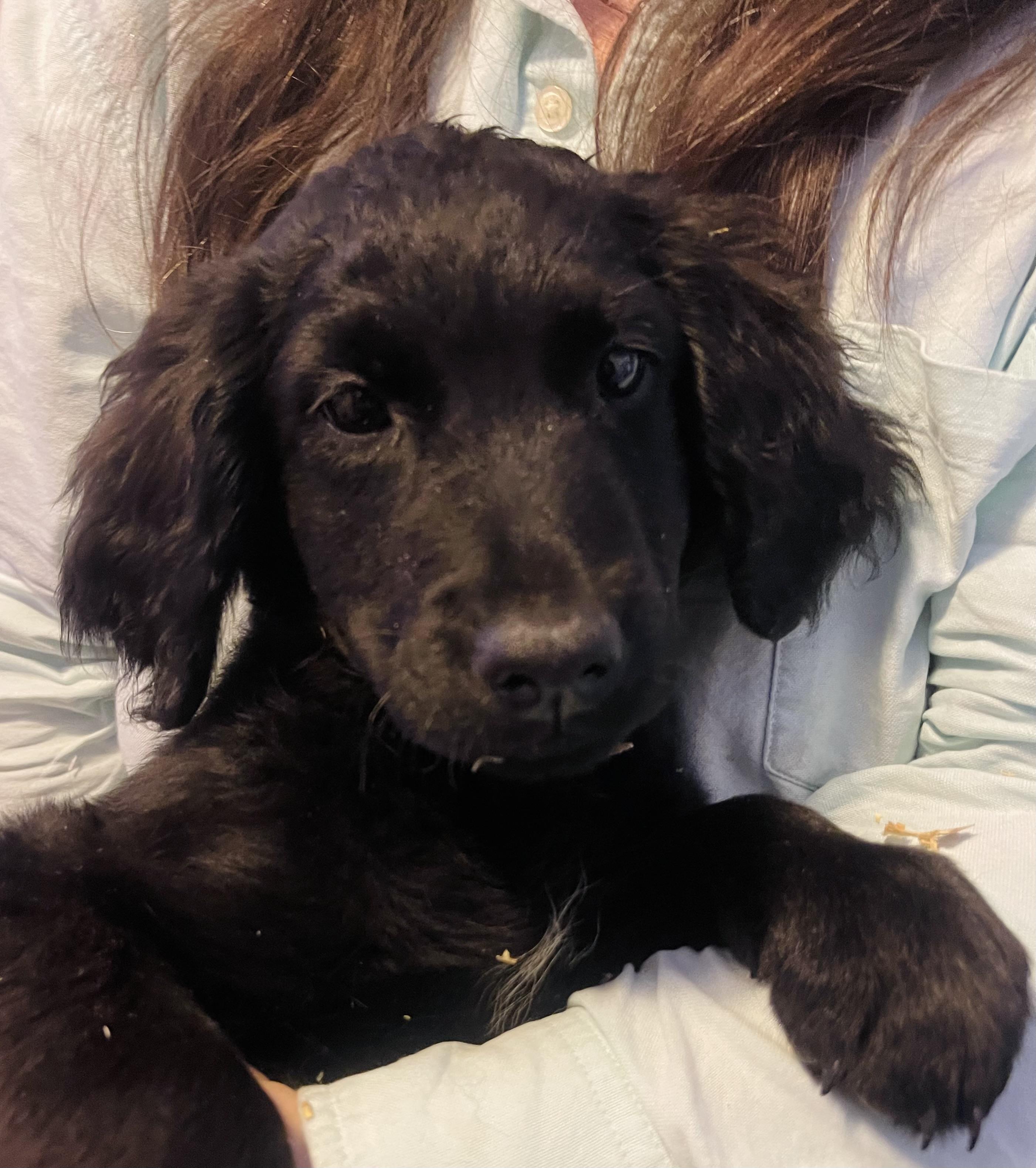 Enlarge Marty, a Adoptable mixed breed in Winter, WI image 1/1