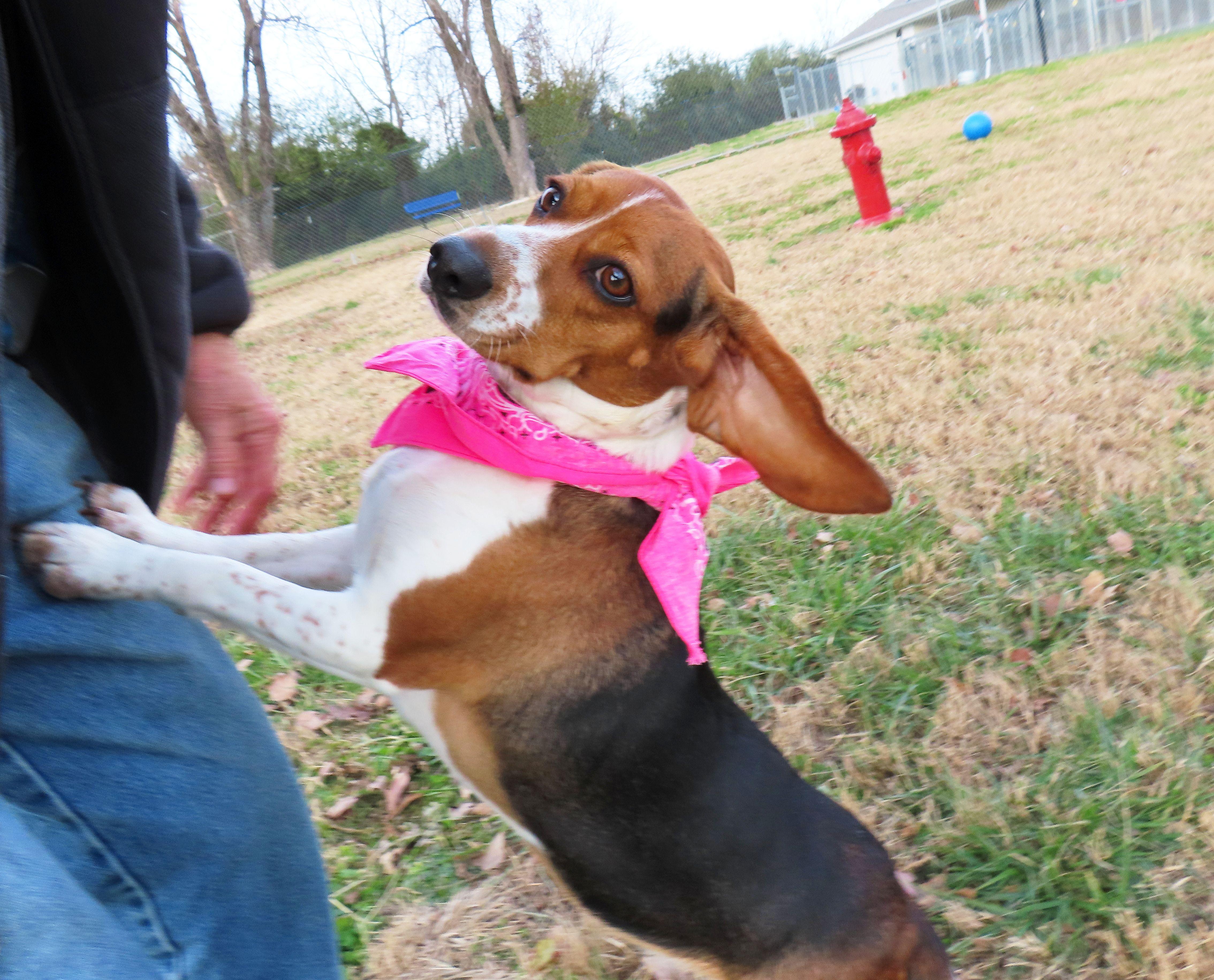 Brandy  C thumbnail 2