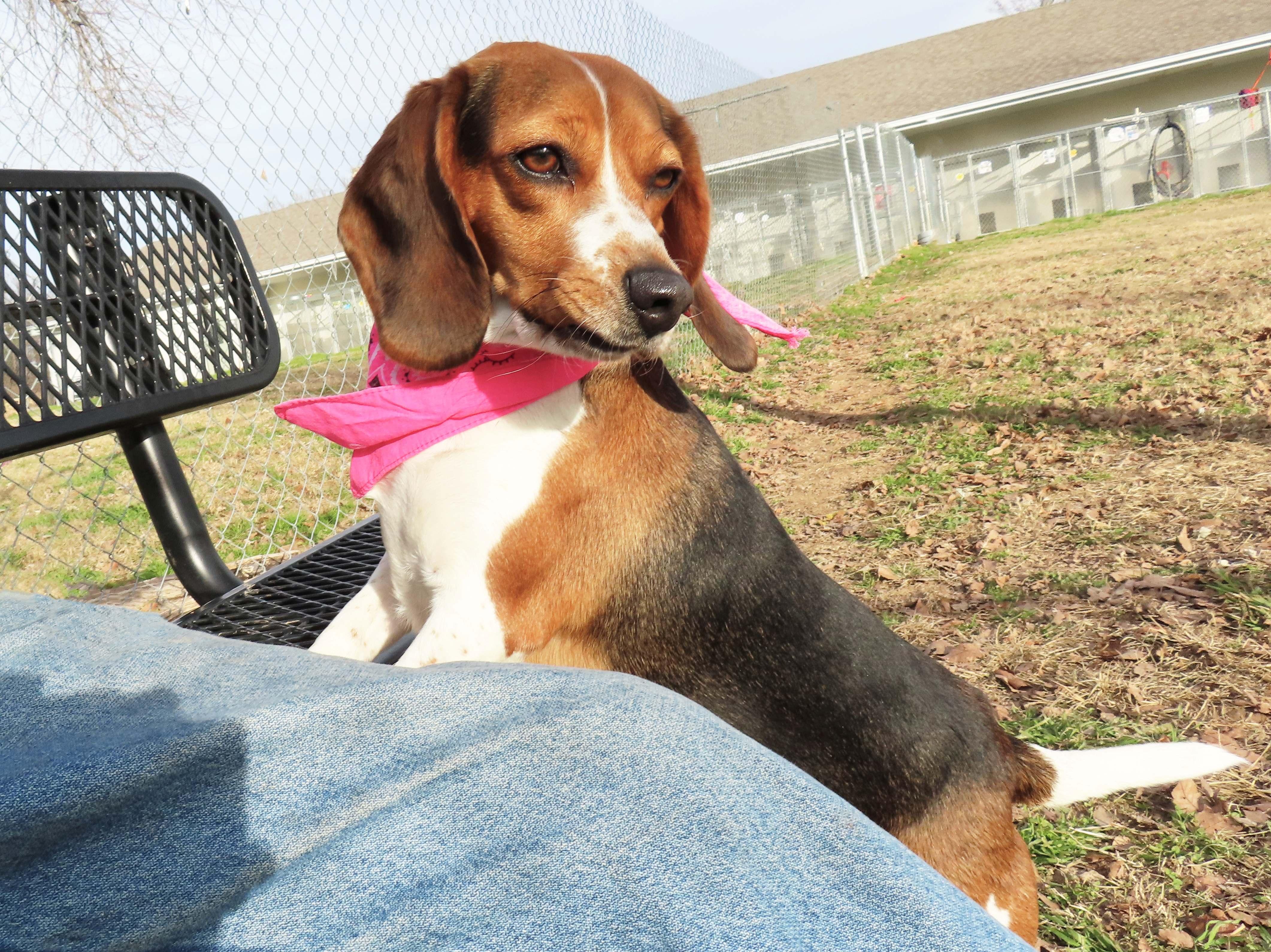 Brandy  C thumbnail 4