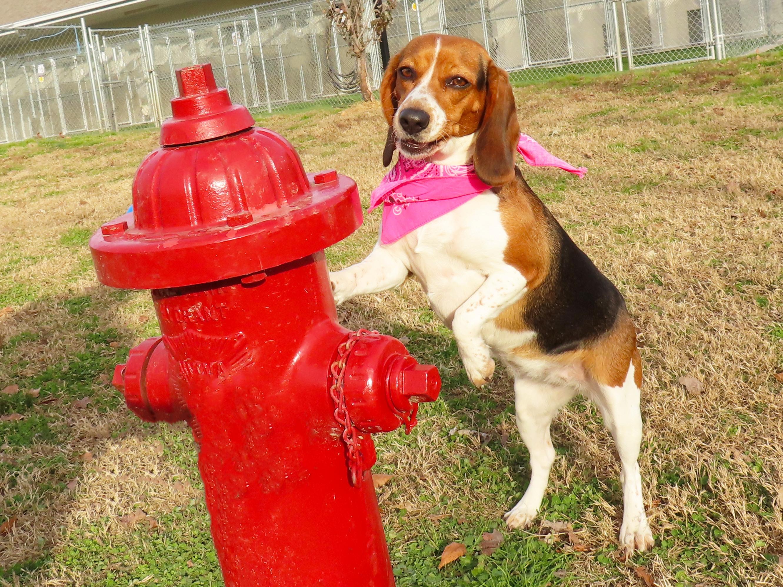 Brandy  C thumbnail 5