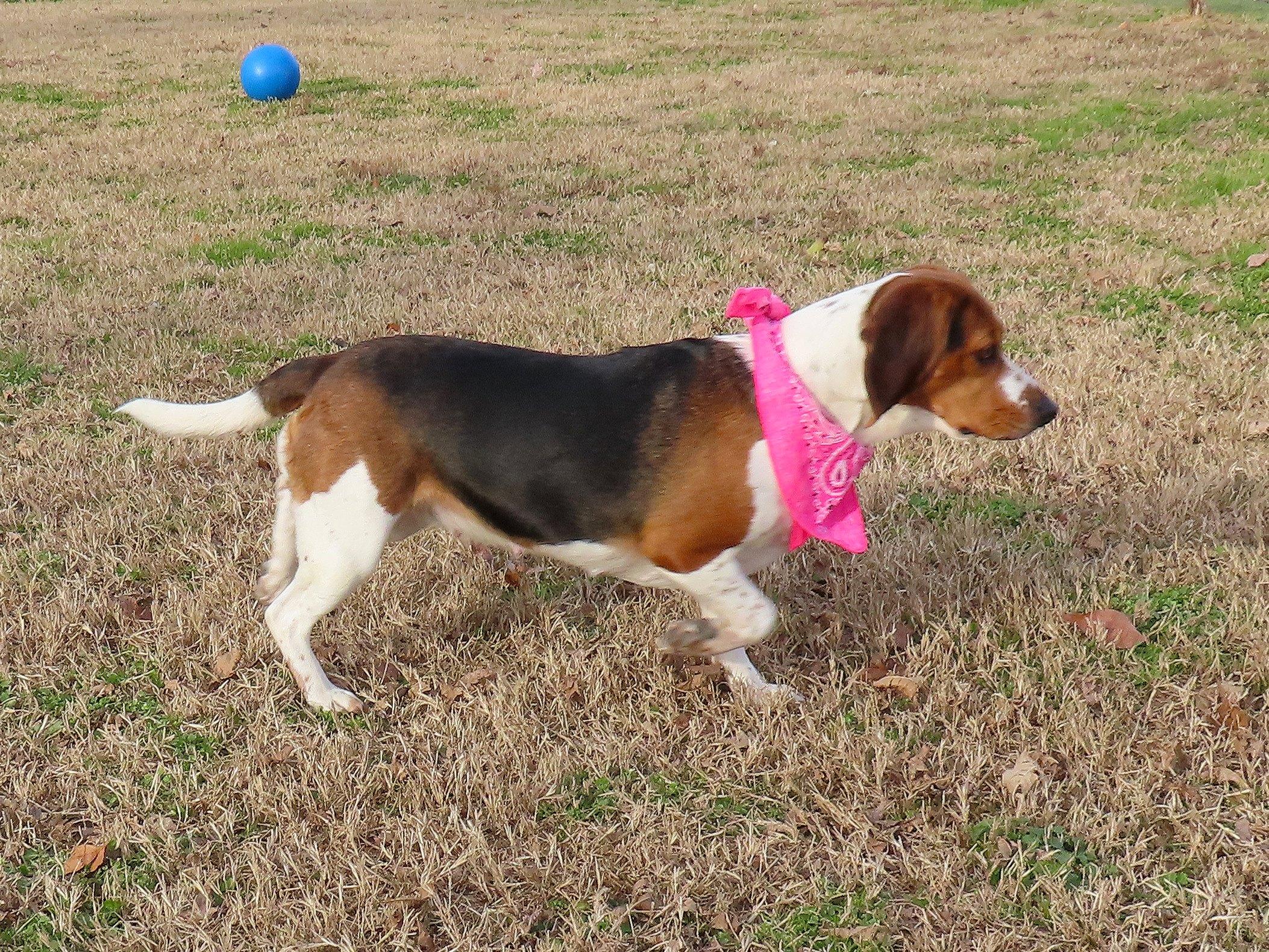 Brandy  C thumbnail 6