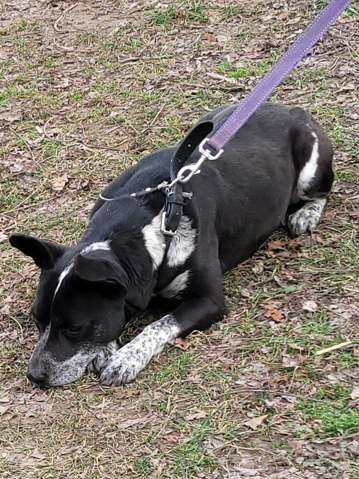 Enlarge Cookie, a Adoptable mixed breed in Buffalo, MO image 1/4