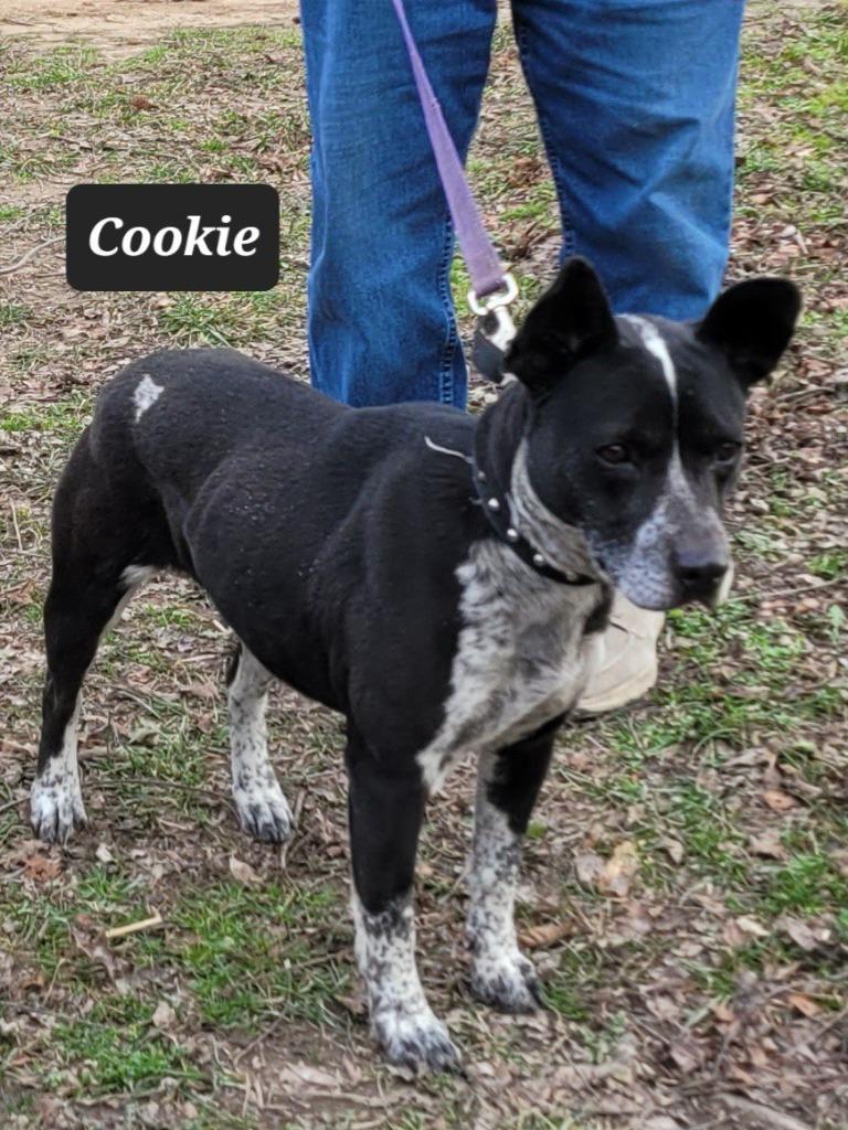 Enlarge Cookie, a Adoptable mixed breed in Buffalo, MO image 2/4