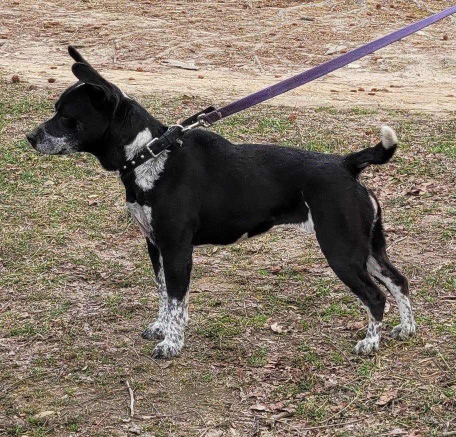 Enlarge Cookie, a Adoptable mixed breed in Buffalo, MO image 3/4