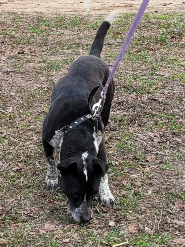 Enlarge Cookie, a Adoptable mixed breed in Buffalo, MO image 4/4