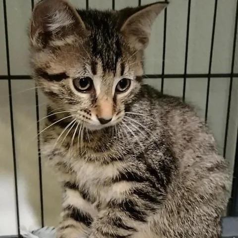 Walt Whiskers, an adopted Domestic Short Hair in Winthrop, ME image 2/2