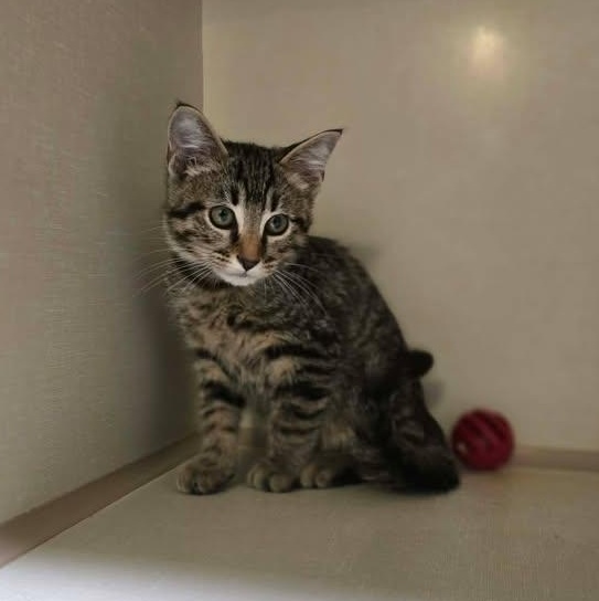 Walt Whiskers, adopted, Kitten Male Domestic Short Hair.