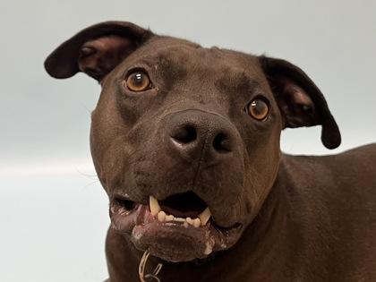 Koko, Adoptable, Adult Male Pit Bull Terrier & Mixed Breed.