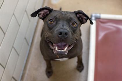 Enlarge Koko, a Adoptable mixed breed in Golden Valley, MN image 2/3
