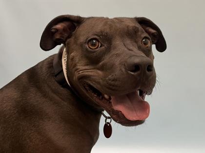 Enlarge Koko, a Adoptable mixed breed in Golden Valley, MN image 3/3