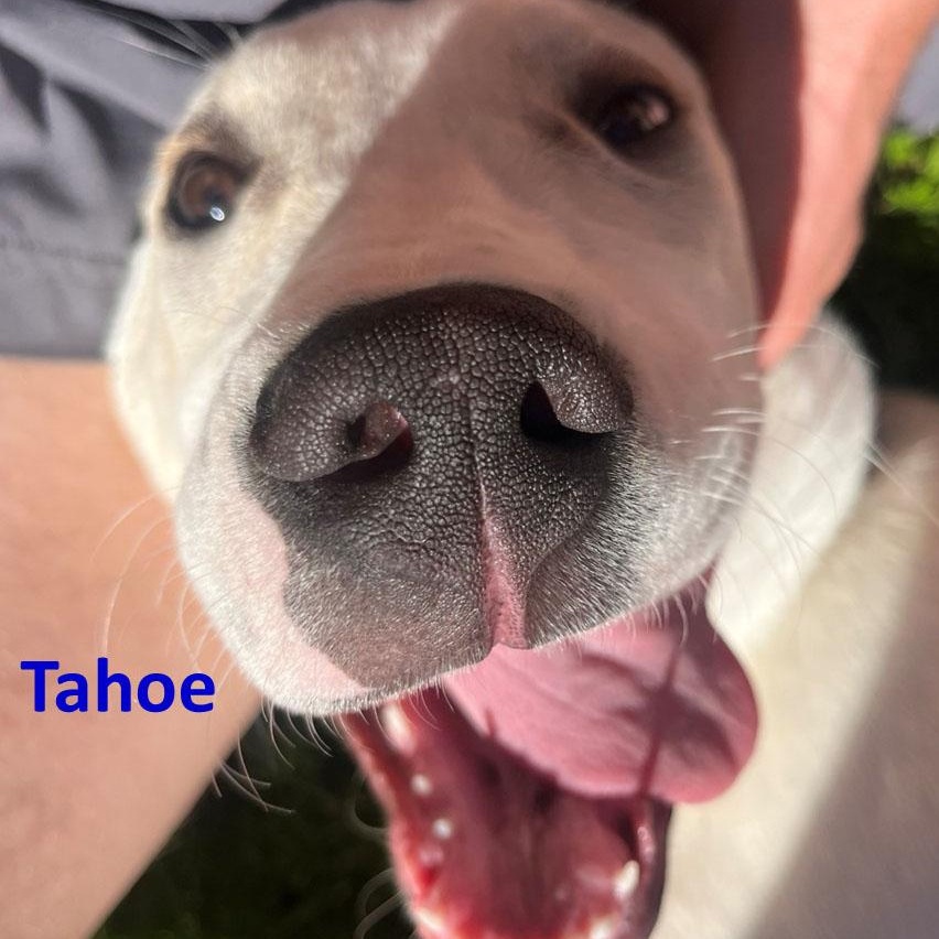 Enlarge Rosie, a Adoptable mixed breed in San Francisco, CA image 4/5