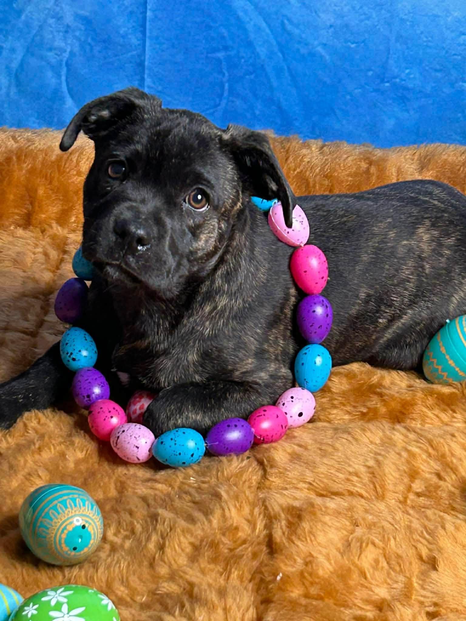 Tawny*, Adoptable, Puppy Female American Bulldog & Bulldog.