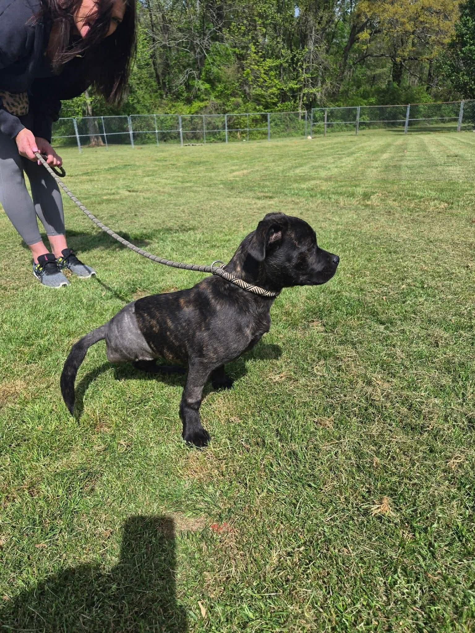 Enlarge Tawny*, an adopted mixed breed in Cumberland , RI image 2/4