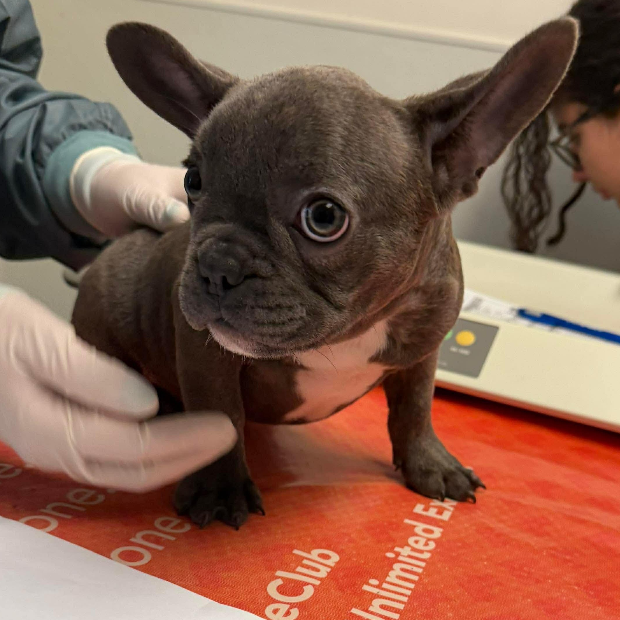 Marcel, adopted, Puppy Male French Bulldog.