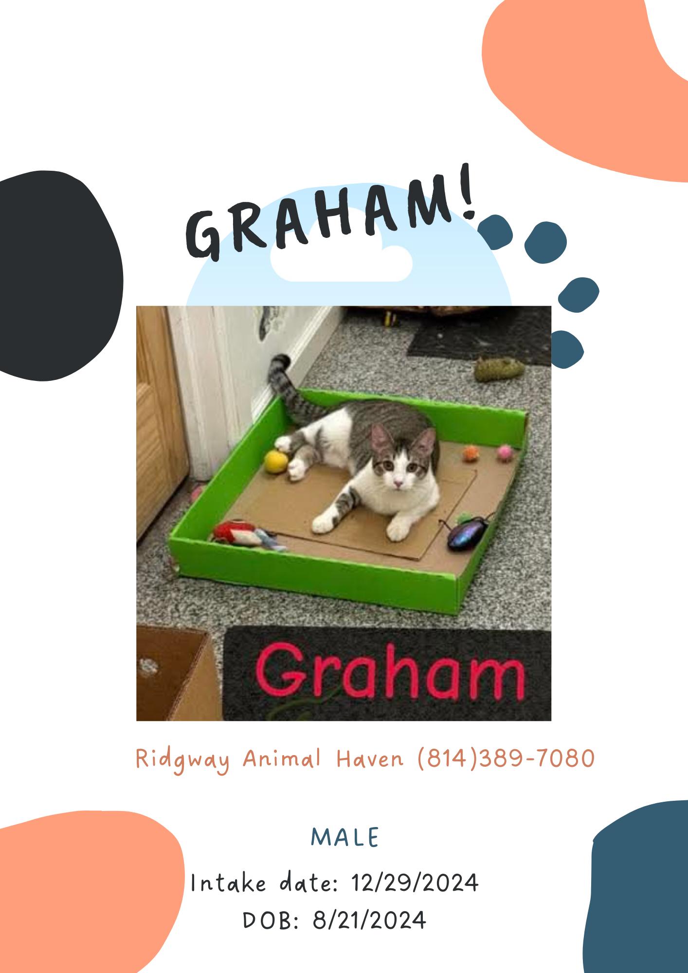 Enlarge Graham, a Adopted American Shorthair in Ridgway, PA image 1/1