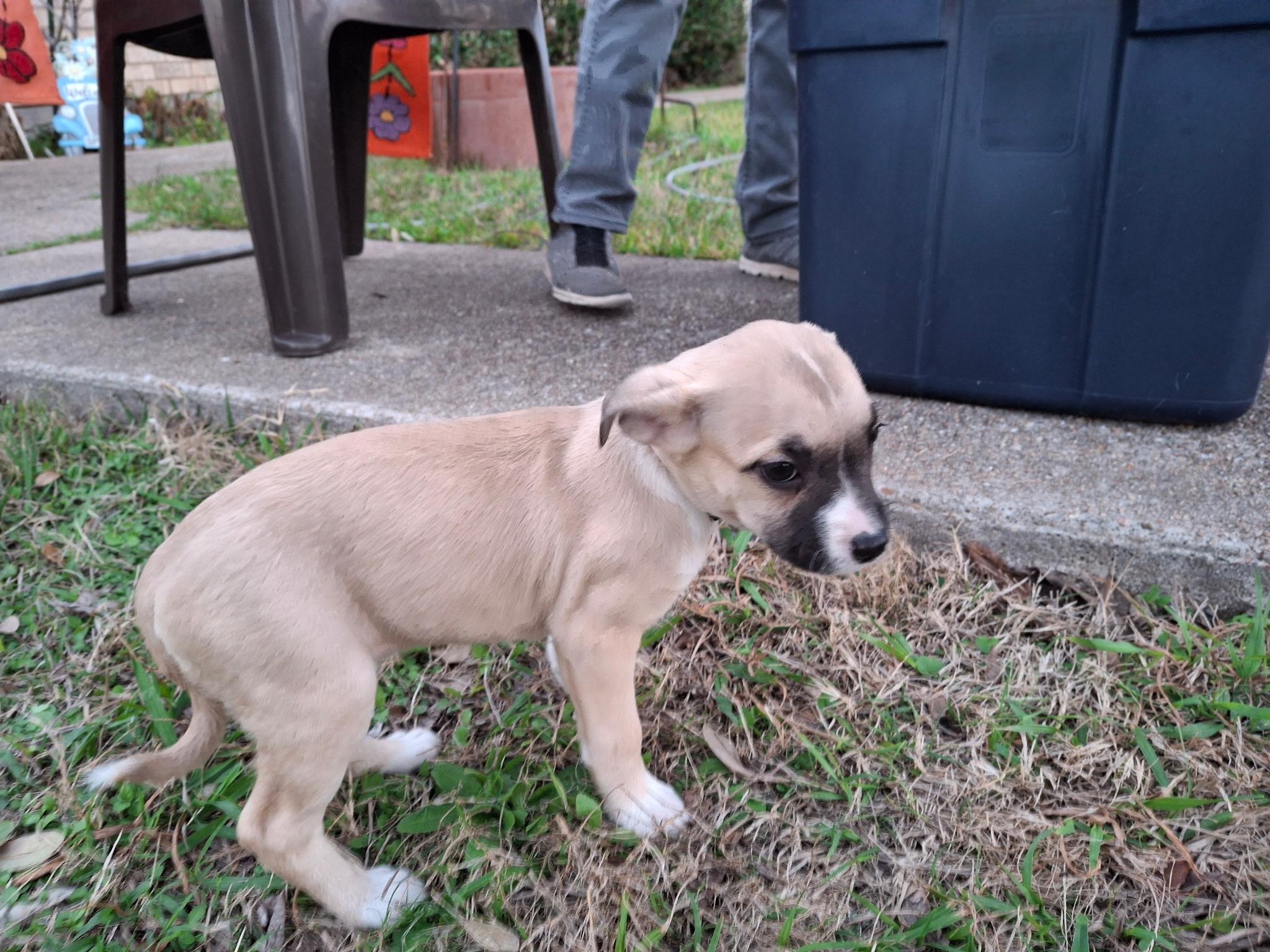 Blair — thumbnail 2