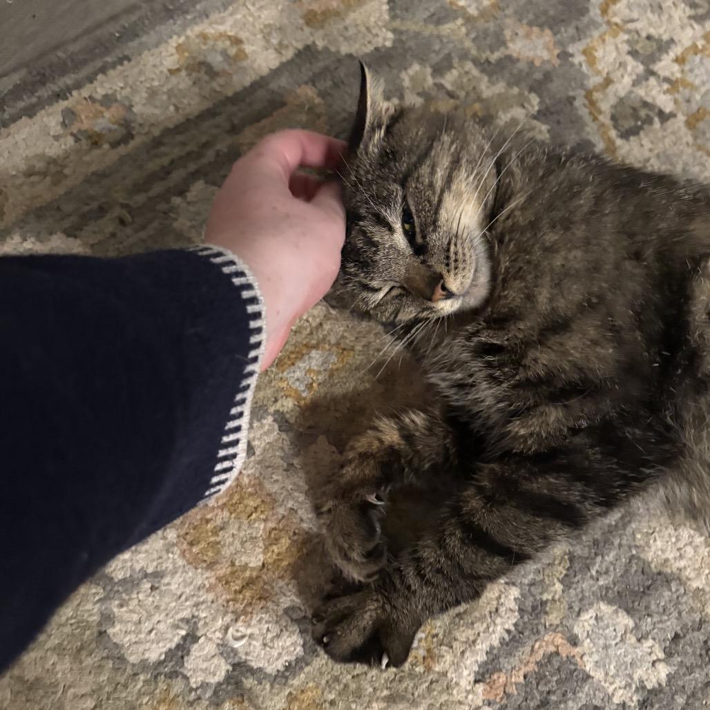 Felicity, a Adoptable Domestic Short Hair in Silver Spring, MD image 2/5